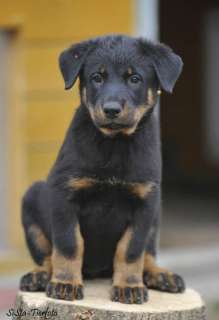 Beauceron Welpen in Thüringen   Arnstadt  Hunde & Zubehör   