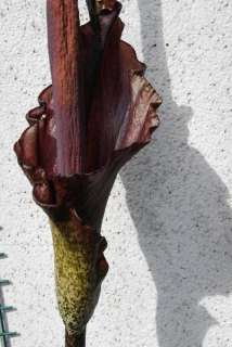 Knollen, tubers Tränenbaum,Teufelszunge Amorphophallus konjac 