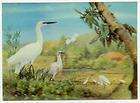   Chromolithographed Postcard, Stork & Babies in Water Lilies  