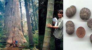 Winterhartes Riesenbaum Sortiment Bambus/Mammut/Palme  