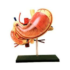    Famemaster 4D Vision Human Stomach Anatomy Model Toys & Games