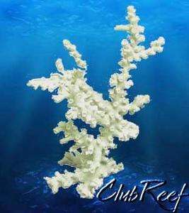 Octopus Coral Replica Reef Aquarium Nautical Decor Sm  