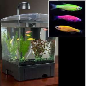  GloFish Live Fish and Aquarium Kit