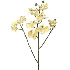 com Pack of 6 Artificial Yellow Baby Phalaenopsis Orchid Silk Flower 