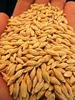 400 Heirloom Common Grain Barley Seeds  