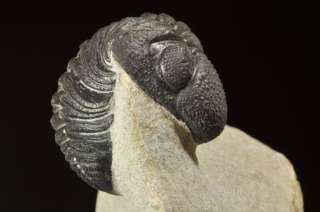 D608  BIG 3D DEVONIAN TRILOBITE Phacops sp.  