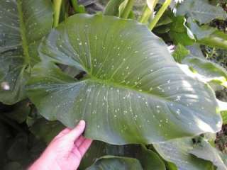 HERCULES CALLA LILY RARE 7FT GIANT SPOTTED AROID BULB  