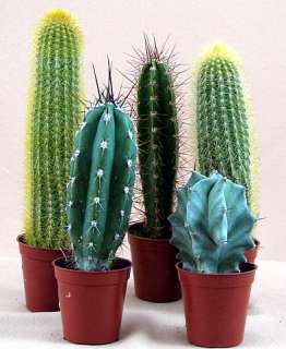 Exotic Cactus Collection  5 Different Plants 2.25 pots  