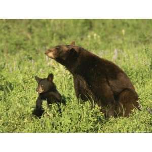 Black Bear and Cub, Yellowstone National Park National Geographic 