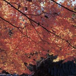  Bright Red and Golden Leaves on Tree Branches Photographic 
