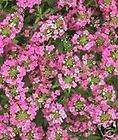 Sweet Alyssum Wonderland Lavender 200 seeds+FREE Free Ship on 