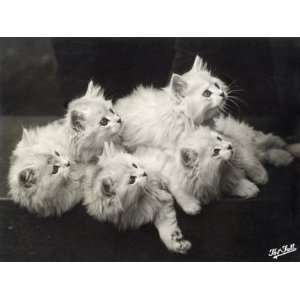  Group of Five Adorable White Fluffy Chinchilla Kittens 
