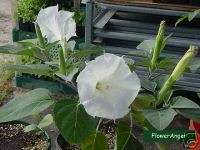 White Datura 25 Flower Seeds ~Night Bloomer~  
