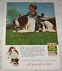 1967 Purina Dog Chow food little boy St. Bernard dog AD