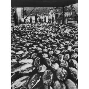 Tuna Being Unloaded from Boats at Van Camp Tuna Co. Cannery in 