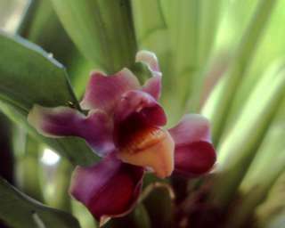 Pescatorea lalindei Species Orchid Plant Easy to Grow  
