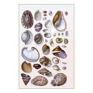  Vintage Art Shells Gasteropoda and Trachelipoda   11719 2 