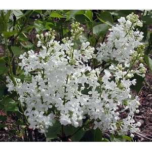 Betsy Ross French Lilac   Syringa White & Very Fragrant