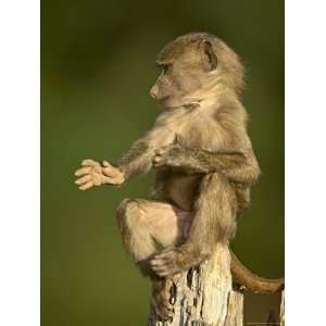 Juvenile Olive Baboon Sitting on Stump and Scratching, Samburu Game 