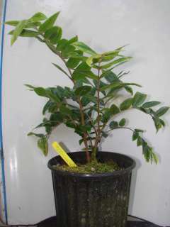 LIVE RARE Potted Plant YELLOW JABOTICABA Fruit Tree CABELLUDA Plinia 