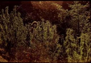   marijuana cultivation photo slides Humboldt Co. California, hippy