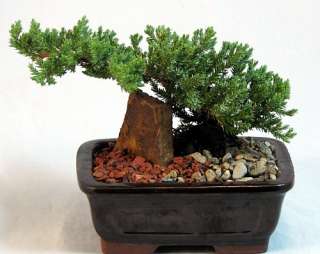 Hirts Japanese Juniper Bonsai Tree + Ornamental Rock & Stone  