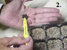 DONT WASTE SEEDS Use Your Seed Spoons Sowing TOOL Set  