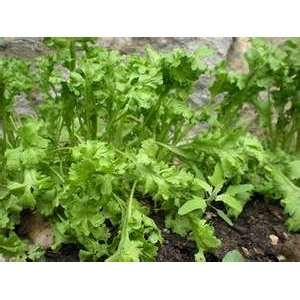   Seeds   Wrinkled Crinkled Cress Seed   5g Seed Packet Patio, Lawn