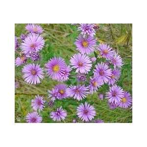   Seeds   New England Aster Seed   1 oz Seed Packet Patio, Lawn