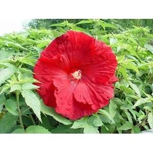  HARDY HIBISCUS TORCHY FLEMING HARDY / 1 gallon Potted 