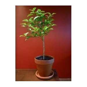  4 5 Year Old Keylime Tree in Growers Pot, 3 Year Warranty 