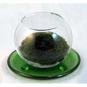  Magical Mood Moss Terrarium with Green Glass Coaster 