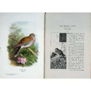   1901 Swaysland Wild Birds Turtle Dove Thorburn Colour