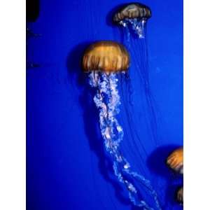  Jellyfish in Outer Bay Exhibit, Monterey Bay Aquarium, Monterey Bay 