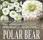 Polar Bear Zinnia Elegans Flower Seeds *SU* YELLOW CTR~