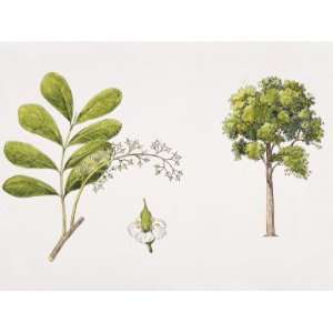  Neotina Isoneura Plant with Flower, Leaf, Illustration 