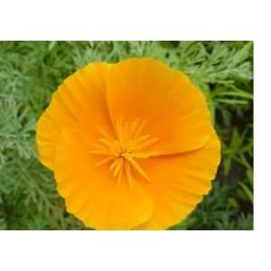  3,600 Orange California Poppy Seeds Patio, Lawn & Garden