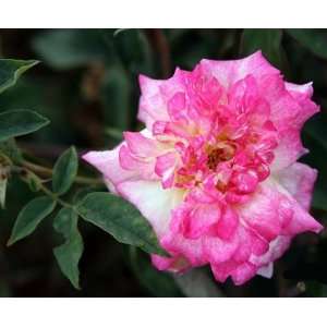  Tip Top Rose Seeds Packet Patio, Lawn & Garden