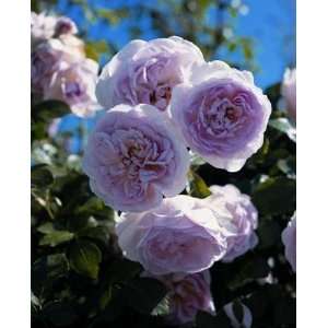 Lovely Bride Rose Seeds Packet Patio, Lawn & Garden