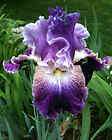 Violet Tall Bearded Iris DOUBLE CLICK Plant