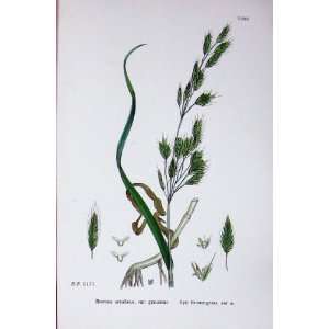  Botany Plants C1902 Rye Brome Grass Bromus Secalinus