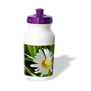  Patricia Sanders Flowers   Daisy Stretch   Water Bottles 