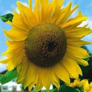  Mammoth Russian Sunflower Seeds Pack Patio, Lawn & Garden