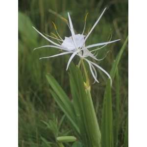  Spider Lily, Hymenocallis Liriosome, North America 
