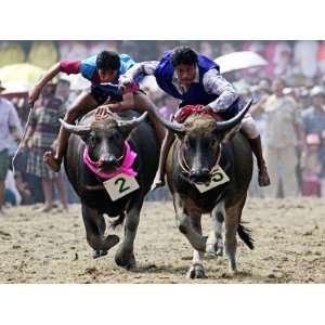  Annual Traditional Water Buffalo Race in Chonburi Province, Thailand 