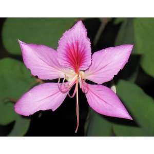 dwarf pink orchid tree 2 seeds Patio, Lawn & Garden