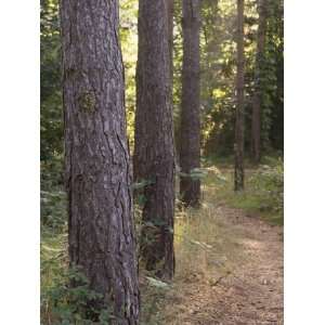  Woodland Path Trough Scots Pine Trees, Pinus Sylvestris 