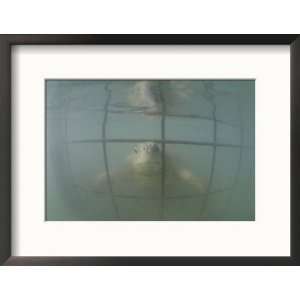  An Endangered Green Sea Turtle Peers Through a Cage Framed 