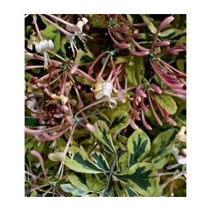  Lonicera x italica HarlequinSold out, but please review 