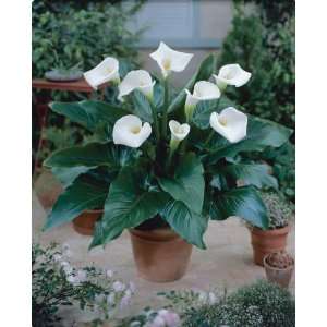  1 White Florist Calla lily Tuber   14 16cm Size Tuber 